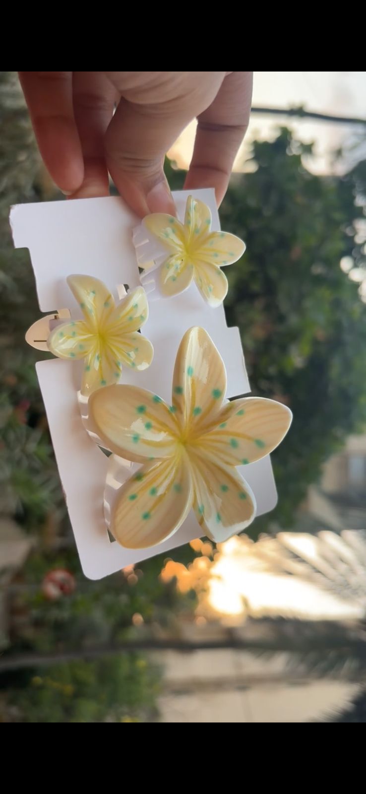Three pale yellow plumeria flowers with turquoise speckles mounted on a white display card, held by a hand outdoors.