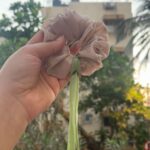 Beige fabric flower scrunchie on a green ribbon held by a hand, outdoors with trees and a building in the background.