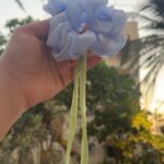 Hand holding a light-blue fabric flower hair scrunchie with two long pale green ribbons, outdoors with palm trees in the background.