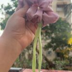 Tulip Scrunchie 4