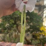 Hand holding a white fabric scrunchie tied around a long green stem with two hanging white petals, outdoors on a patterned surface in the background.