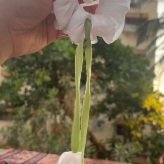 Hand holding a white fabric scrunchie tied around a long green stem with two hanging white petals, outdoors on a patterned surface in the background.